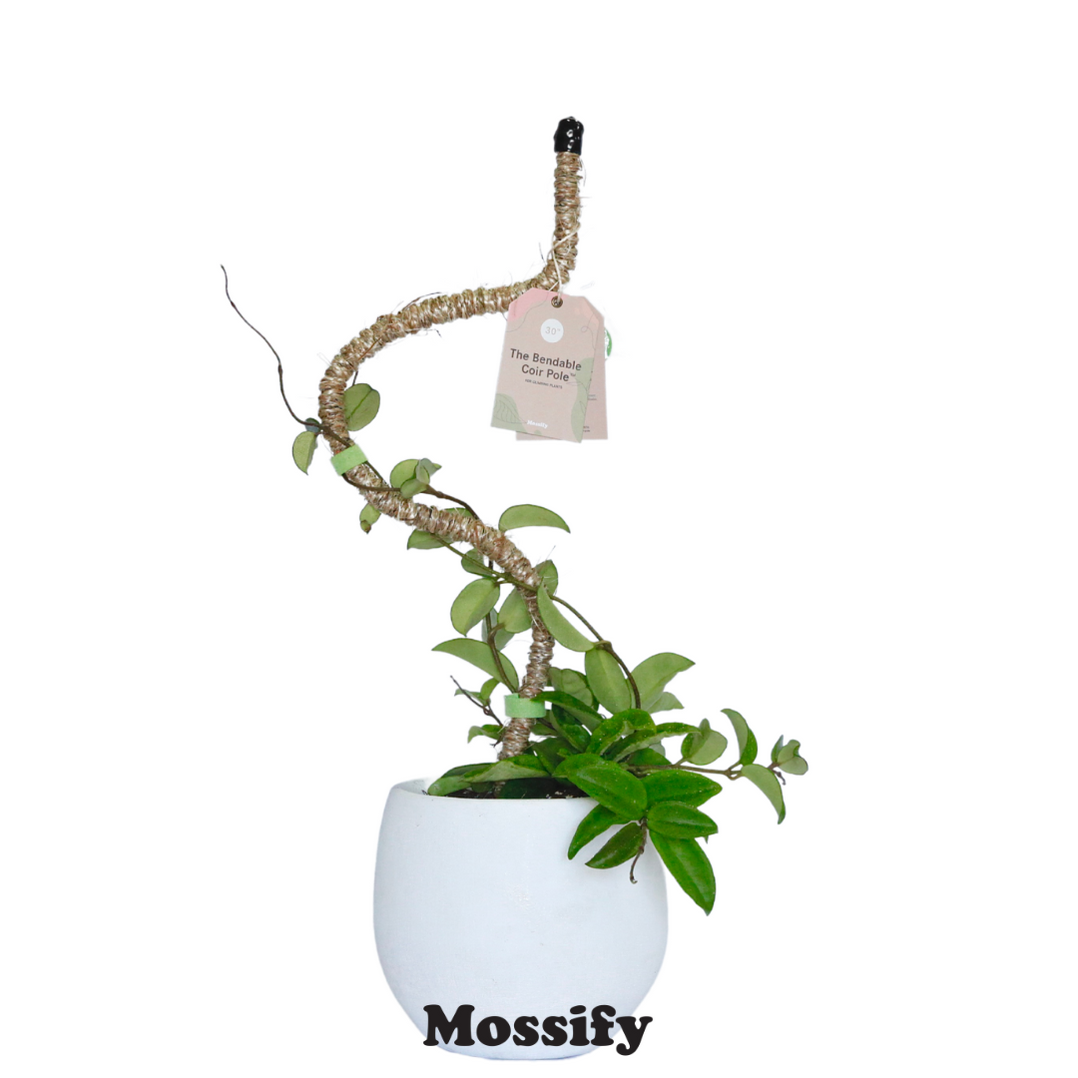 Tuteurs en fibre de coco pliable Mossify